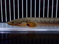 画像2: 【淡水魚】【通販】No1 ポリプテルス ウィークシー コンゴ産 ワイルド【個体販売】(±18cm)(大型魚)(生体)(熱帯魚)NKO (2)