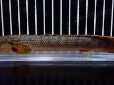 画像3: 【淡水魚】【通販】No1 ポリプテルス ウィークシー コンゴ産 ワイルド【個体販売】(±18cm)(大型魚)(生体)(熱帯魚)NKO (3)