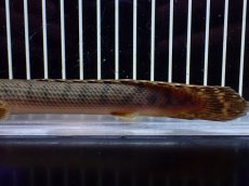 画像4: 【淡水魚】【通販】No1 ポリプテルス ウィークシー コンゴ産 ワイルド【個体販売】(±18cm)(大型魚)(生体)(熱帯魚)NKO (4)