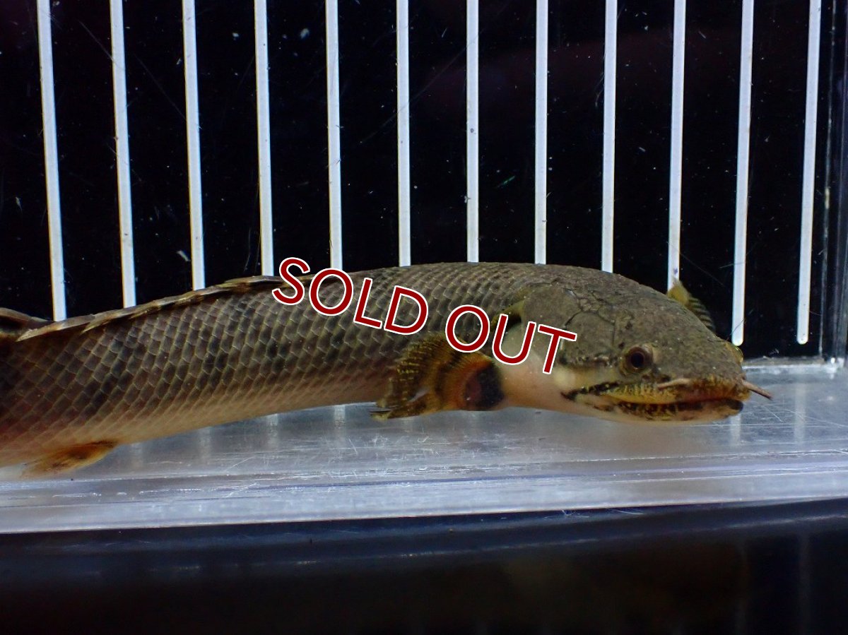 画像6: 【淡水魚】【通販】No1 ポリプテルス ウィークシー コンゴ産 ワイルド【個体販売】(±18cm)(大型魚)(生体)(熱帯魚)NKO (6)
