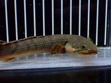 画像6: 【淡水魚】【通販】No1 ポリプテルス ウィークシー コンゴ産 ワイルド【個体販売】(±18cm)(大型魚)(生体)(熱帯魚)NKO (6)