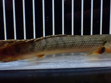 画像7: 【淡水魚】【通販】No1 ポリプテルス ウィークシー コンゴ産 ワイルド【個体販売】(±18cm)(大型魚)(生体)(熱帯魚)NKO (7)