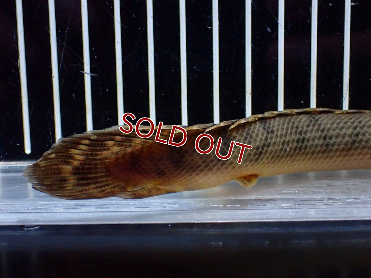 画像8: 【淡水魚】【通販】No1 ポリプテルス ウィークシー コンゴ産 ワイルド【個体販売】(±18cm)(大型魚)(生体)(熱帯魚)NKO (8)