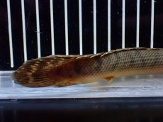 画像8: 【淡水魚】【通販】No1 ポリプテルス ウィークシー コンゴ産 ワイルド【個体販売】(±18cm)(大型魚)(生体)(熱帯魚)NKO (8)