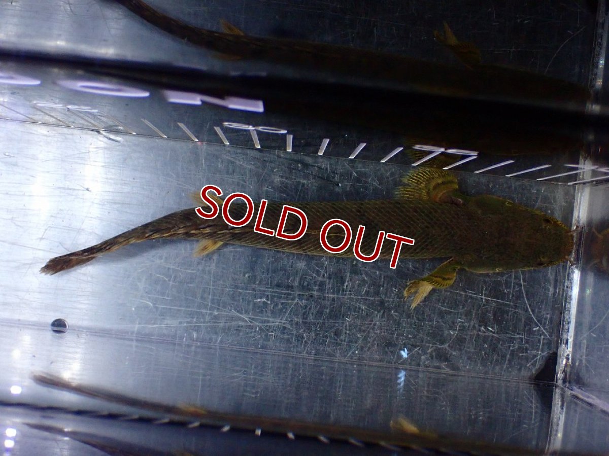 画像9: 【淡水魚】【通販】No1 ポリプテルス ウィークシー コンゴ産 ワイルド【個体販売】(±18cm)(大型魚)(生体)(熱帯魚)NKO (9)