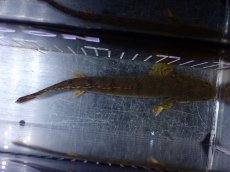 画像9: 【淡水魚】【通販】No1 ポリプテルス ウィークシー コンゴ産 ワイルド【個体販売】(±18cm)(大型魚)(生体)(熱帯魚)NKO (9)