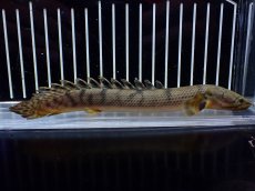 画像1: 【淡水魚】【通販】No2 ポリプテルス ウィークシー コンゴ産 ワイルド【個体販売】(±16cm)(大型魚)(生体)(熱帯魚)NKO (1)