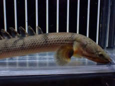 画像2: 【淡水魚】【通販】No2 ポリプテルス ウィークシー コンゴ産 ワイルド【個体販売】(±16cm)(大型魚)(生体)(熱帯魚)NKO (2)