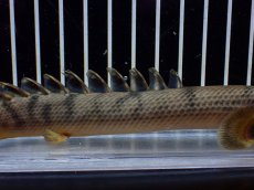 画像3: 【淡水魚】【通販】No2 ポリプテルス ウィークシー コンゴ産 ワイルド【個体販売】(±16cm)(大型魚)(生体)(熱帯魚)NKO (3)