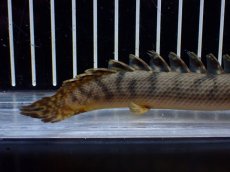 画像4: 【淡水魚】【通販】No2 ポリプテルス ウィークシー コンゴ産 ワイルド【個体販売】(±16cm)(大型魚)(生体)(熱帯魚)NKO (4)