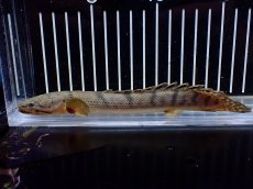 画像5: 【淡水魚】【通販】No2 ポリプテルス ウィークシー コンゴ産 ワイルド【個体販売】(±16cm)(大型魚)(生体)(熱帯魚)NKO (5)