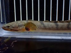 画像6: 【淡水魚】【通販】No2 ポリプテルス ウィークシー コンゴ産 ワイルド【個体販売】(±16cm)(大型魚)(生体)(熱帯魚)NKO (6)