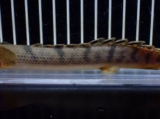 画像7: 【淡水魚】【通販】No2 ポリプテルス ウィークシー コンゴ産 ワイルド【個体販売】(±16cm)(大型魚)(生体)(熱帯魚)NKO (7)
