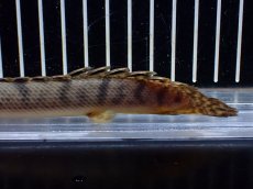 画像8: 【淡水魚】【通販】No2 ポリプテルス ウィークシー コンゴ産 ワイルド【個体販売】(±16cm)(大型魚)(生体)(熱帯魚)NKO (8)
