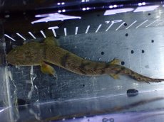 画像9: 【淡水魚】【通販】No2 ポリプテルス ウィークシー コンゴ産 ワイルド【個体販売】(±16cm)(大型魚)(生体)(熱帯魚)NKO (9)