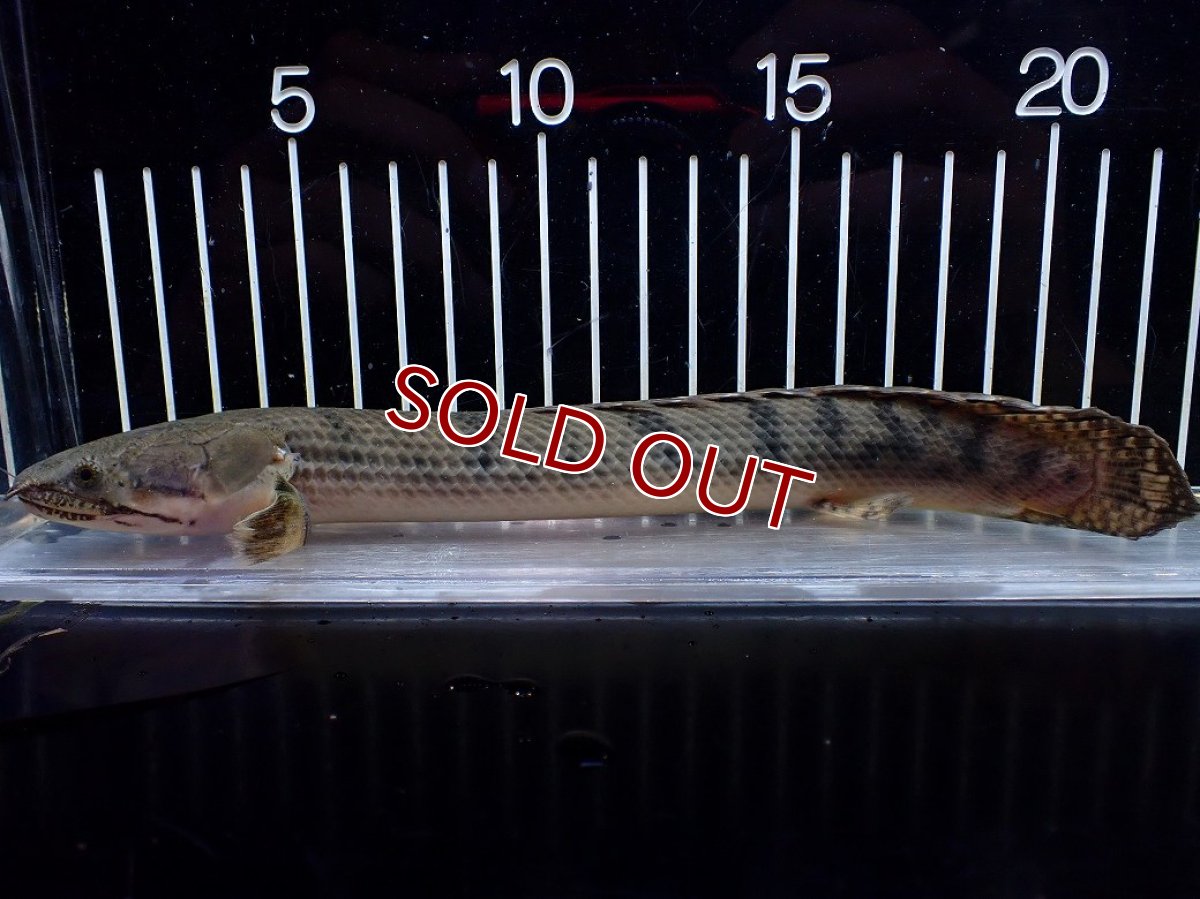 画像1: 【サマーセール クーポンご利用で更に10％OFF対象商品】【淡水魚】【通販】No3 ポリプテルス ウィークシー コンゴ産 ワイルド【個体販売】(±22cm)(大型魚)(生体)(熱帯魚)NKO (1)