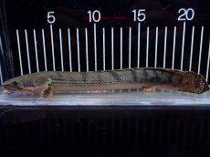 画像1: 【淡水魚】【通販】No3 ポリプテルス ウィークシー コンゴ産 ワイルド【個体販売】(±22cm)(大型魚)(生体)(熱帯魚)NKO (1)
