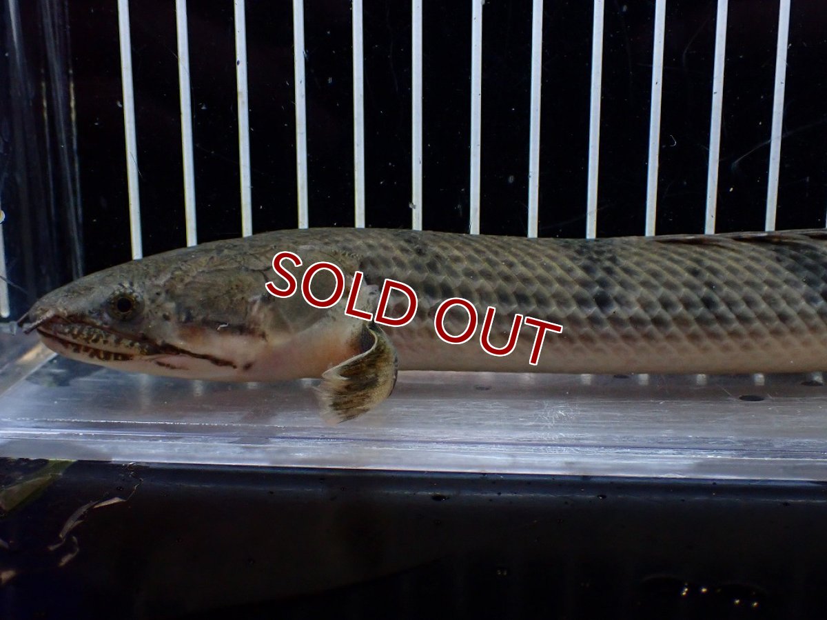 画像2: 【サマーセール クーポンご利用で更に10％OFF対象商品】【淡水魚】【通販】No3 ポリプテルス ウィークシー コンゴ産 ワイルド【個体販売】(±22cm)(大型魚)(生体)(熱帯魚)NKO (2)