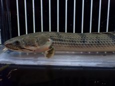 画像2: 【淡水魚】【通販】No3 ポリプテルス ウィークシー コンゴ産 ワイルド【個体販売】(±22cm)(大型魚)(生体)(熱帯魚)NKO (2)