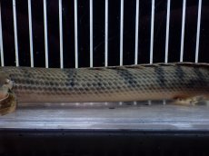 画像3: 【淡水魚】【通販】No3 ポリプテルス ウィークシー コンゴ産 ワイルド【個体販売】(±22cm)(大型魚)(生体)(熱帯魚)NKO (3)
