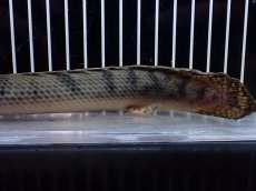 画像4: 【淡水魚】【通販】No3 ポリプテルス ウィークシー コンゴ産 ワイルド【個体販売】(±22cm)(大型魚)(生体)(熱帯魚)NKO (4)