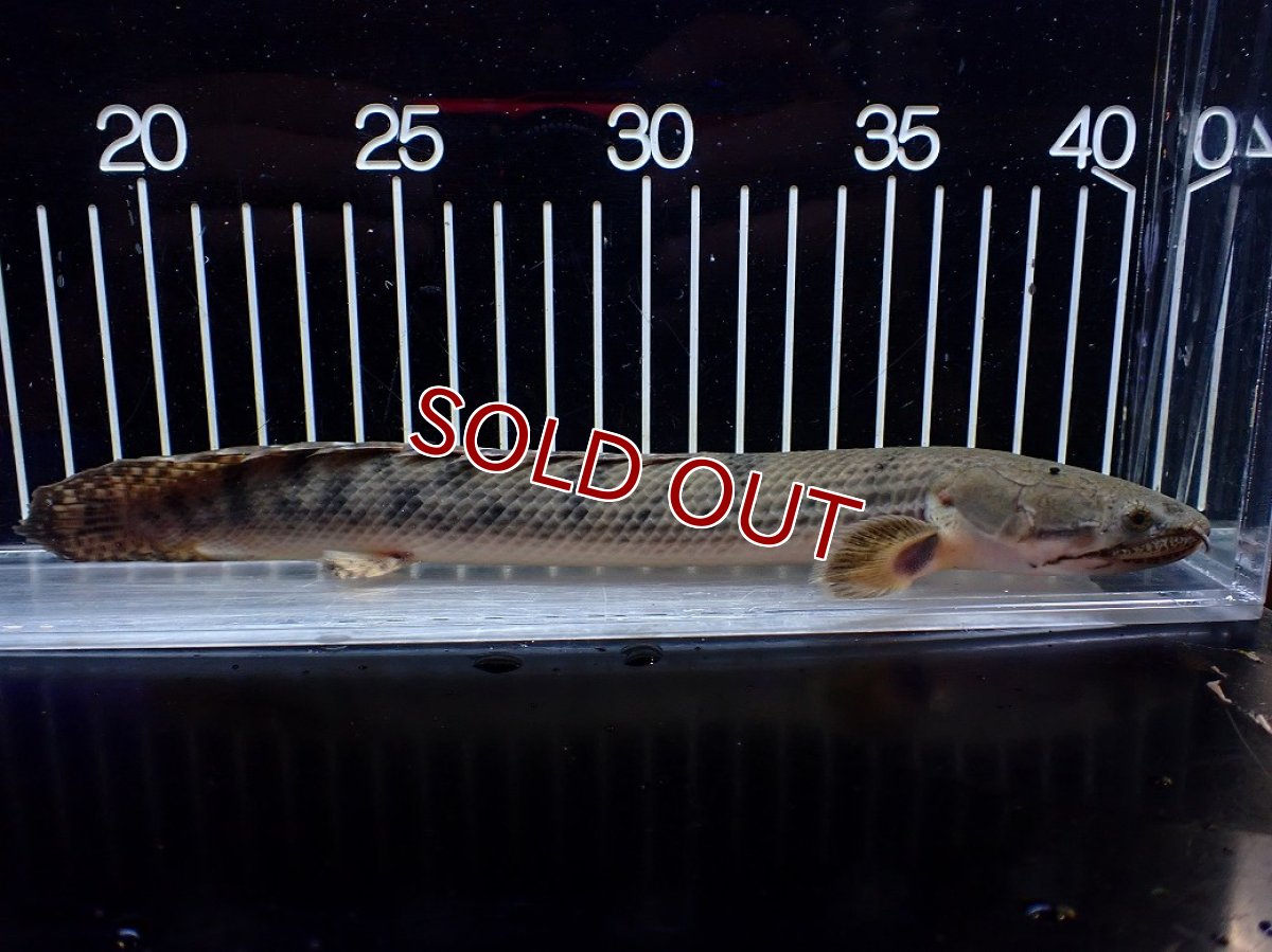 画像5: 【サマーセール クーポンご利用で更に10％OFF対象商品】【淡水魚】【通販】No3 ポリプテルス ウィークシー コンゴ産 ワイルド【個体販売】(±22cm)(大型魚)(生体)(熱帯魚)NKO (5)