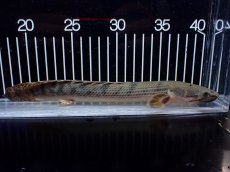 画像5: 【淡水魚】【通販】No3 ポリプテルス ウィークシー コンゴ産 ワイルド【個体販売】(±22cm)(大型魚)(生体)(熱帯魚)NKO (5)