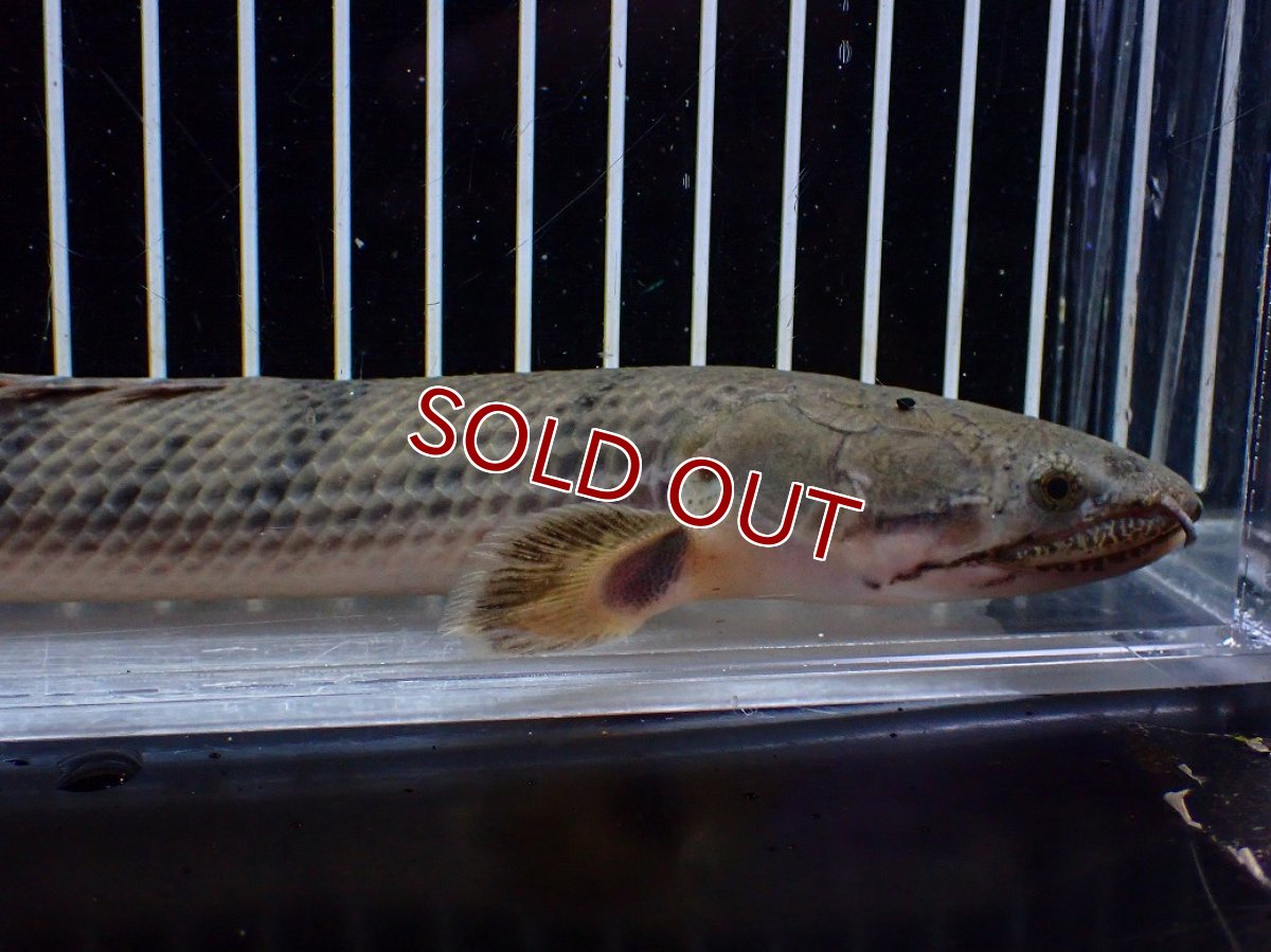 画像6: 【サマーセール クーポンご利用で更に10％OFF対象商品】【淡水魚】【通販】No3 ポリプテルス ウィークシー コンゴ産 ワイルド【個体販売】(±22cm)(大型魚)(生体)(熱帯魚)NKO (6)