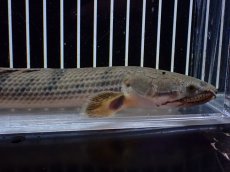 画像6: 【淡水魚】【通販】No3 ポリプテルス ウィークシー コンゴ産 ワイルド【個体販売】(±22cm)(大型魚)(生体)(熱帯魚)NKO (6)