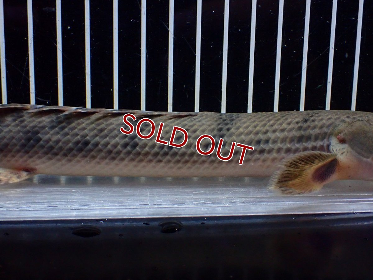 画像7: 【サマーセール クーポンご利用で更に10％OFF対象商品】【淡水魚】【通販】No3 ポリプテルス ウィークシー コンゴ産 ワイルド【個体販売】(±22cm)(大型魚)(生体)(熱帯魚)NKO (7)
