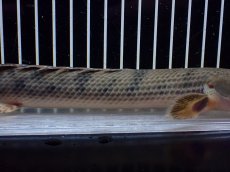画像7: 【淡水魚】【通販】No3 ポリプテルス ウィークシー コンゴ産 ワイルド【個体販売】(±22cm)(大型魚)(生体)(熱帯魚)NKO (7)