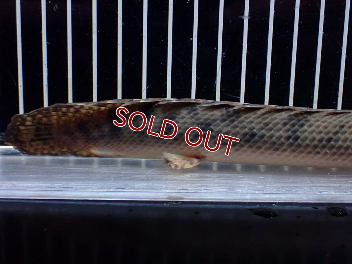 画像8: 【サマーセール クーポンご利用で更に10％OFF対象商品】【淡水魚】【通販】No3 ポリプテルス ウィークシー コンゴ産 ワイルド【個体販売】(±22cm)(大型魚)(生体)(熱帯魚)NKO (8)