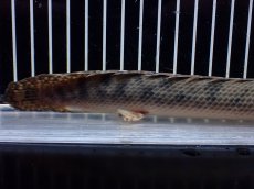 画像8: 【淡水魚】【通販】No3 ポリプテルス ウィークシー コンゴ産 ワイルド【個体販売】(±22cm)(大型魚)(生体)(熱帯魚)NKO (8)