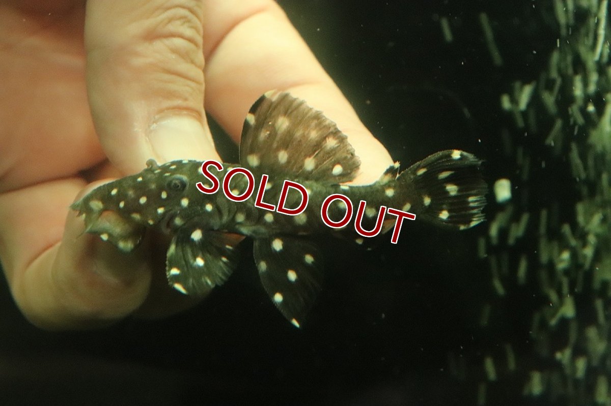 画像2: 【淡水魚】No2 ブラックドラゴンスタークラウンプレコ ワイルド【個体販売】(±7cm)（プレコ）（生体）（熱帯魚）NKP (2)