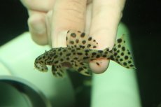 画像2: 【淡水魚】【通販】No1 ホワイトトリムプレコ ワイルド【個体販売】(±6.5cm)（プレコ）（生体）（熱帯魚）NKP (2)