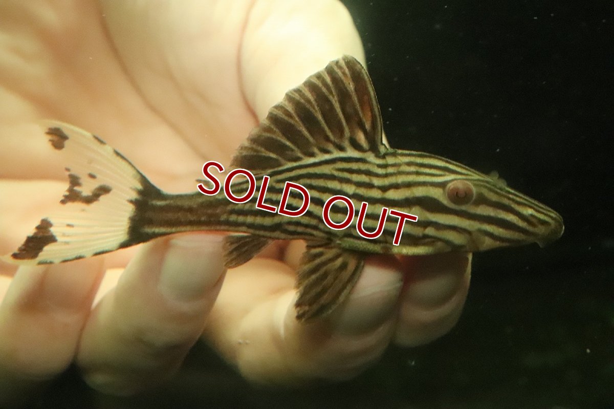 画像1: 【淡水魚】【通販】No1 プラチナロイヤルプレコ ワイルド【個体販売】(±9cm)（プレコ）（生体）（熱帯魚）NKP (1)