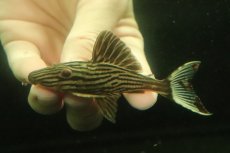 画像2: 【淡水魚】【通販】No1 プラチナロイヤルプレコ ワイルド【個体販売】(±9cm)（プレコ）（生体）（熱帯魚）NKP (2)