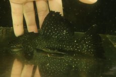 画像3: 【淡水魚】【通販】激安 大きめ ブラックドラゴンスタークラウンプレコ ワイルド【個体販売】(±3cm)（プレコ）（生体）（熱帯魚）NKP (3)