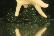 画像1: 【淡水魚】【通販】激安 大きめ ブラックドラゴンスタークラウンプレコ ワイルド【個体販売】(±22cm)（プレコ）（生体）（熱帯魚）NKP (1)