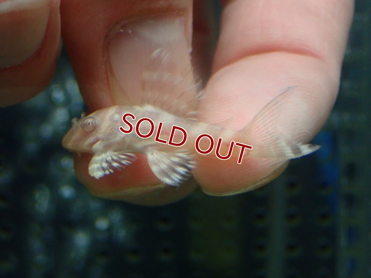 画像2: 【淡水魚】【通販】激安 L333 アルビノ キングロイヤルペコルティア【1匹 サンプル画像】(±3cm)（プレコ（生体）（熱帯魚）NKP (2)