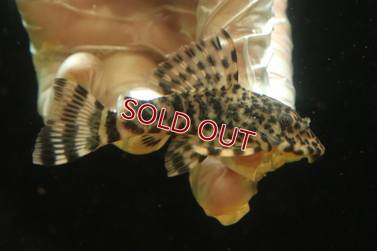 画像1: 【淡水魚】【通販】激レアイエローフィンアリゲーターペコルティアプレコ オタリースリナム産ワイルド【個体販売】(±8cm)(生体)(熱帯魚)NKP (1)