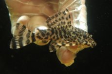画像1: 【淡水魚】【通販】激レアイエローフィンアリゲーターペコルティアプレコ オタリースリナム産ワイルド【個体販売】(±8cm)(生体)(熱帯魚)NKP (1)