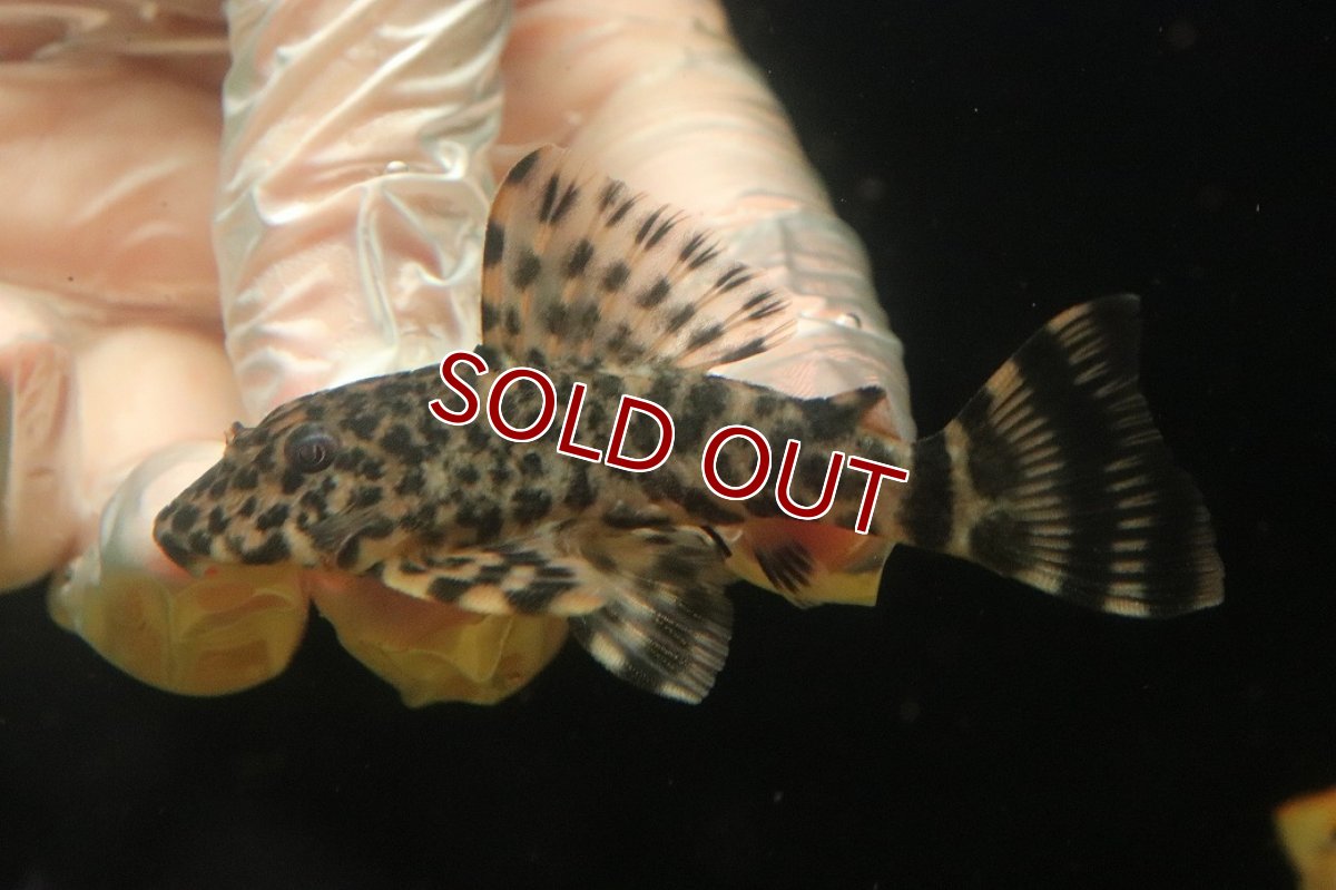 画像2: 【淡水魚】【通販】激レアイエローフィンアリゲーターペコルティアプレコ オタリースリナム産ワイルド【個体販売】(±8cm)(生体)(熱帯魚)NKP (2)