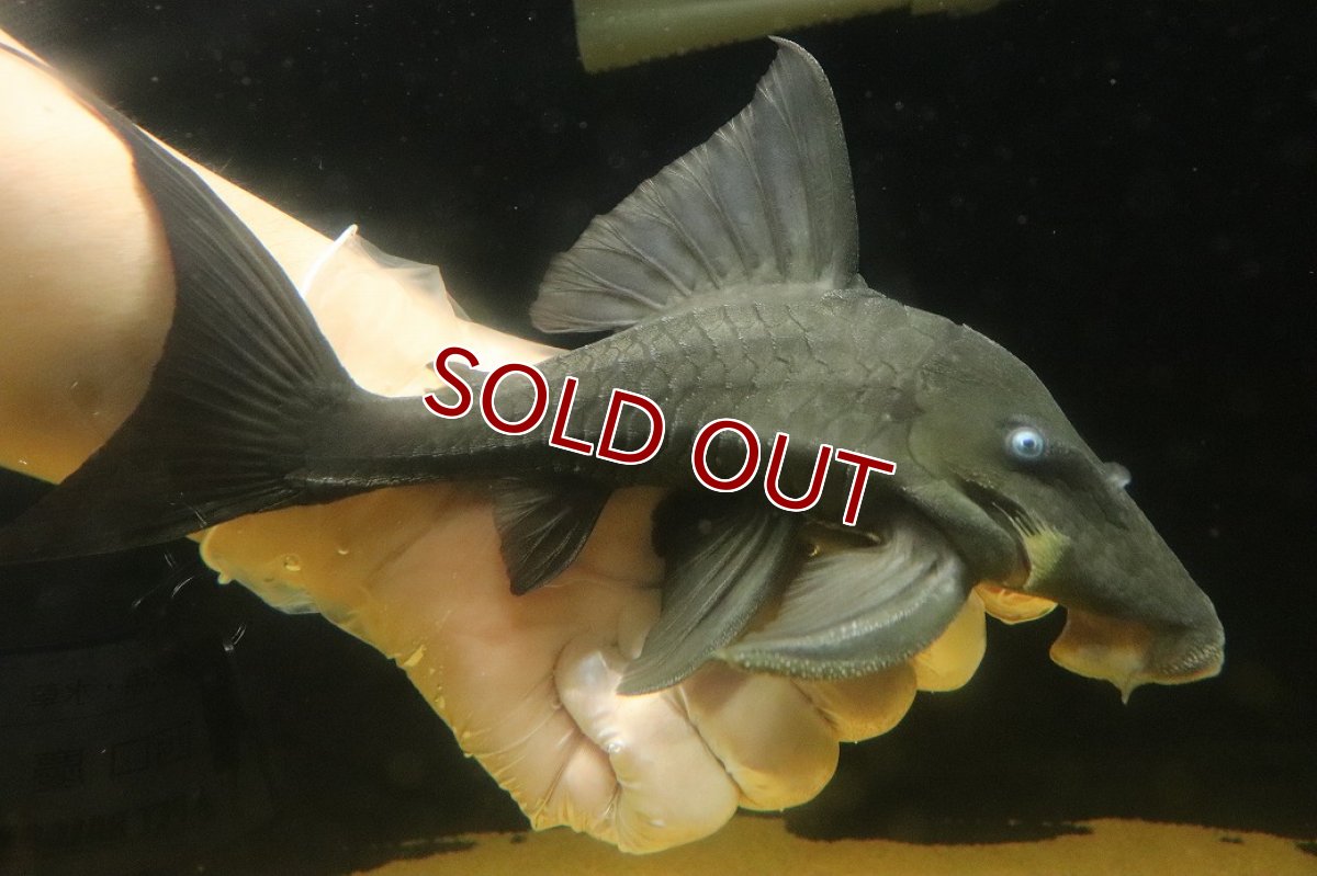 画像1: 【淡水魚】【通販】爆安期間限定 大きい ブルーアイプレコ ワイルド【個体販売】(±22cm)(プレコ)(生体)(熱帯魚)NKP (1)