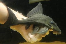 画像1: 【淡水魚】【通販】大きい ブルーアイプレコ ワイルド【個体販売】(±22cm)(プレコ)(生体)(熱帯魚)NKP (1)