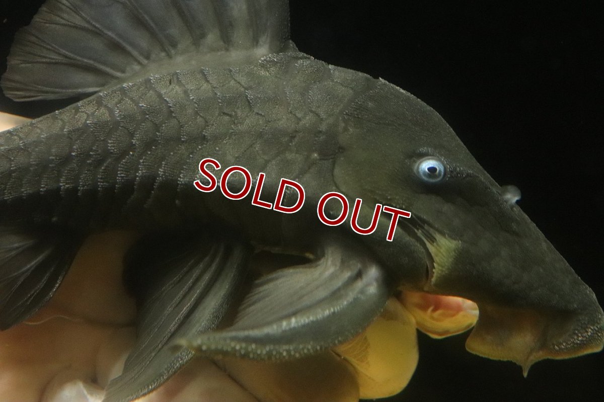 画像2: 【淡水魚】【通販】爆安期間限定 大きい ブルーアイプレコ ワイルド【個体販売】(±22cm)(プレコ)(生体)(熱帯魚)NKP (2)