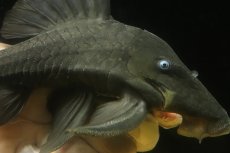 画像2: 【淡水魚】【通販】大きい ブルーアイプレコ ワイルド【個体販売】(±22cm)(プレコ)(生体)(熱帯魚)NKP (2)