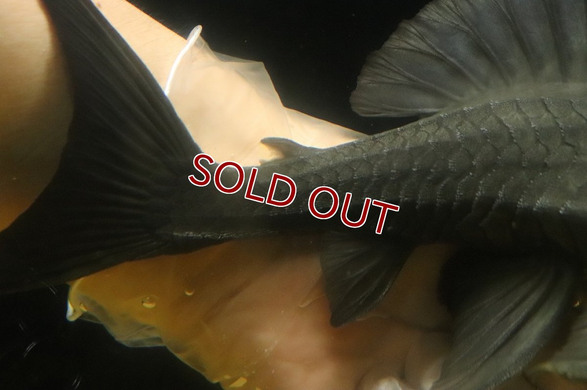 画像3: 【淡水魚】【通販】爆安期間限定 大きい ブルーアイプレコ ワイルド【個体販売】(±22cm)(プレコ)(生体)(熱帯魚)NKP (3)