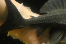 画像3: 【淡水魚】【通販】大きい ブルーアイプレコ ワイルド【個体販売】(±22cm)(プレコ)(生体)(熱帯魚)NKP (3)