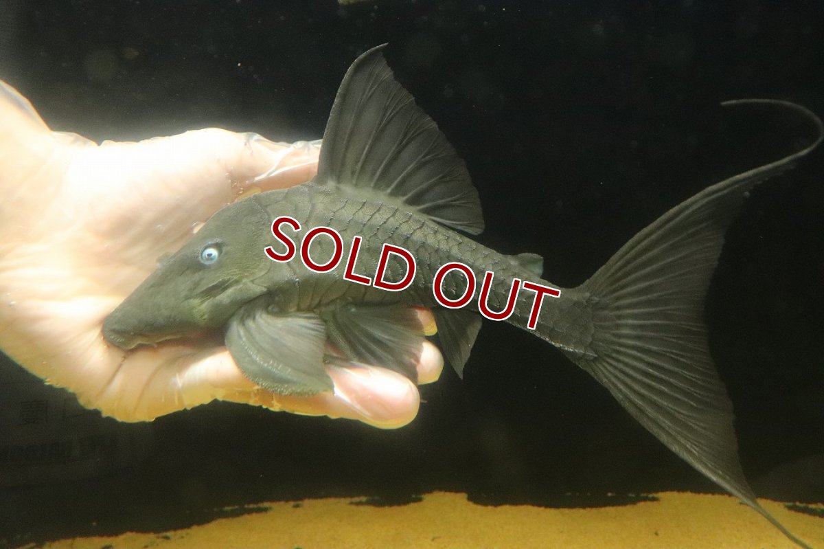 画像4: 【淡水魚】【通販】爆安期間限定 大きい ブルーアイプレコ ワイルド【個体販売】(±22cm)(プレコ)(生体)(熱帯魚)NKP (4)